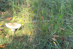Projekt " W zgodzie z naturą"